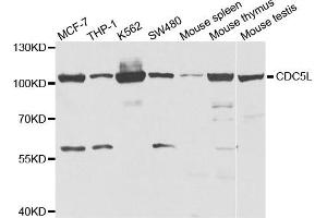 Western Blotting (WB) image for anti-CDC5 Cell Division Cycle 5-Like (S. Pombe) (CDC5L) antibody (ABIN1876740) (CDC5L anticorps)