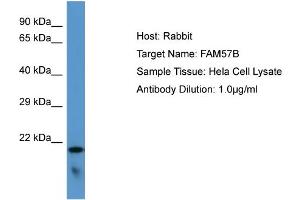 Host: Rabbit Target Name: FAM57B Sample Type: Hela Whole cell lysates Antibody Dilution: 1. (FAM57B anticorps  (C-Term))