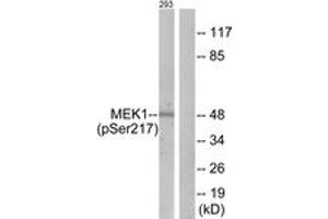 Western blot analysis of extracts from 293 cells treated with PMA 125ng/ml 30', using MEK1/2 (Phospho-Ser217) Antibody. (MEK1/2 anticorps  (pSer218))