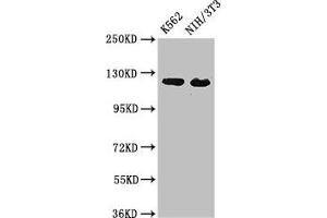 Western Blot Positive WB detected in: K562 whole cell lysate, NIH/3T3 whole cell lysate All lanes: XPO1 antibody at 3 μg/mL Secondary Goat polyclonal to rabbit IgG at 1/50000 dilution Predicted band size: 124 kDa Observed band size: 124 kDa (XPO1 anticorps  (AA 625-845))