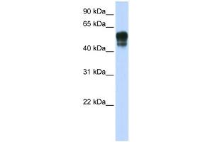 WB Suggested Anti-SPNS1 Antibody Titration:  0.