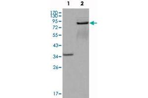 Western blot analysis using EPHA7 monoclonal antibody, clone 6C8G7  against truncated GST-EPHA7 recombinant protein (1) and truncated EPHA7 (aa 25-556) -hIgGFc transfected CHOK1 cell lysate (2) . (EPH Receptor A7 anticorps)
