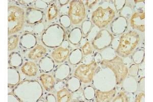 Immunohistochemistry of paraffin-embedded human kidney tissue using ABIN7170565 at dilution of 1:100