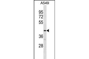 GPR52 Antibody (C-term) (ABIN1881387 and ABIN2838602) western blot analysis in A549 cell line lysates (35 μg/lane).