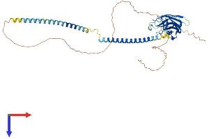 AlphaFold protein structure predicition of Human Recombinant SPAG4 Protein, UniprotID Q9NPE6