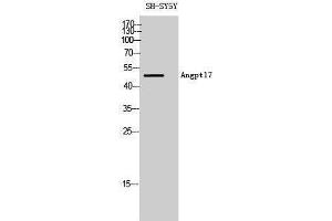 Western Blotting (WB) image for anti-Angiopoietin-Like 7 (ANGPTL7) (C-Term) antibody (ABIN3173787) (ANGPTL7 anticorps  (C-Term))