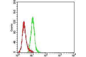 Flow cytometric analysis of Hela cells using KRT19 mouse mAb (green) and negative control (red).