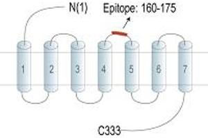 anti-G Protein-Coupled Receptor 174 (GPR174) (AA 160-175), (Extracellular Loop) antibody (FITC)