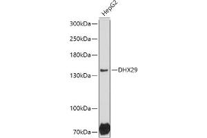Western blot analysis of extracts of HepG2 cells, using DHX29 antibody (ABIN7266709) at 1:1000 dilution. (DHX29 anticorps  (AA 1020-1369))