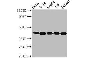 Western Blot Positive WB detected in: Hela whole cell lysate, A549 whole cell lysate, HepG2 whole cell lysate, 293 whole cell lysate, Jurkat whole cell lysate All lanes: POLDIP3 antibody at 3. (POLDIP3 anticorps  (AA 100-221))