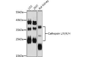 Western blot analysis of extracts of various cell lines, using Cathepsin L/V/K/H antibody (ABIN6127671, ABIN6139236, ABIN6139238 and ABIN6215797) at 1:3000 dilution. (Cathepsin L anticorps  (AA 114-333))