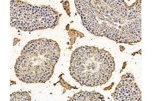 ABIN7095984 and ABIN7100046 at 1/100 staining mouse testis tissue by IHC-P. (BCL2-Like 15 anticorps)