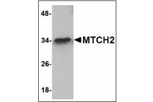 Western blot analysis of MTCH2 in 293 cell lysate with MTCH2 antibody at 1 µg/ml. (MTCH2 anticorps  (N-Term))