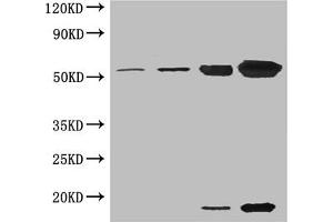 anti-RuBisCO Activase antibody