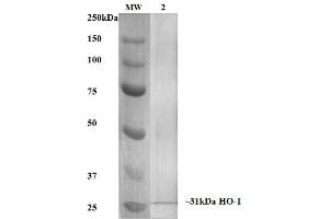 Western Blot analysis of Human, Mouse, Rat Rat Kidney Lysate showing detection of ~31 kDa HO-1 protein using Mouse Anti-HO-1 Monoclonal Antibody, Clone 6B8-2F2 . (HMOX1 anticorps)