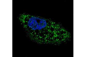 Fluorescent image of  cells stained with ATG4D (C-term) antibody. (ATG4D anticorps  (C-Term))