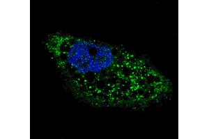 Fluorescent image of  cells stained with ATG4D (C-term) antibody. (ATG4D anticorps  (C-Term))