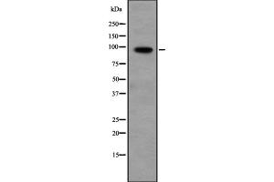 Western blot analysis of PPP1R10 expression in Hela cell lysate,The lane on the left is treated with the antigen-specific peptide. (PPP1R10 anticorps  (C-Term))
