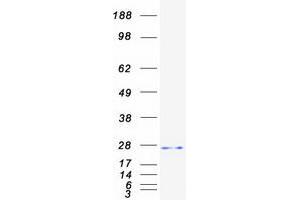 Validation with Western Blot
