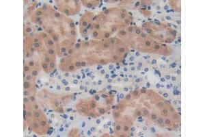 Used in DAB staining on fromalin fixed paraffin- embedded kidney tissue (PTPN13 anticorps  (AA 1-161))