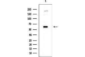 anti-Sorting Nexin 4 (SNX4) (Internal Region) antibody