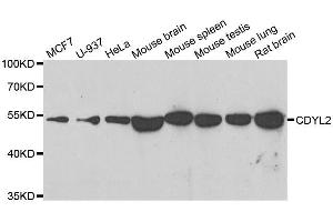 Western blot analysis of extracts of various cell lines, using CDYL2 antibody. (CDYL2 anticorps  (AA 60-230))