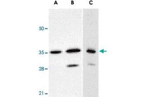 Western blot analysis of ANP32E expression in human A-549 (A) and HepG2 (B) cells, and rat testis (C) with ANP32E polyclonal antibody  at 1 ug/mL . (ANP32E anticorps  (C-Term))