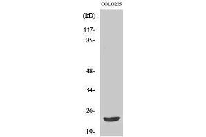 Western Blotting (WB) image for anti-MOB Kinase Activator 3B (MOB3B) (Internal Region) antibody (ABIN3185612) (MOBKL2B anticorps  (Internal Region))