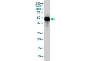 SERPINI1 monoclonal antibody (M01), clone 1D10 Western Blot analysis of SERPINI1 expression in HeLa .