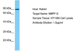 Host: Rabbit Target Name: NBPF10 Sample Type: HT1080 Whole Cell lysates Antibody Dilution: 1. (NBPF10 anticorps  (C-Term))