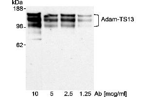Western Blotting (WB) image for anti-ADAM Metallopeptidase with Thrombospondin Type 1 Motif, 13 (ADAMTS13) (AA 250-350) antibody (ABIN7449207)