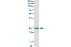 PRDX3 MaxPab polyclonal antibody.