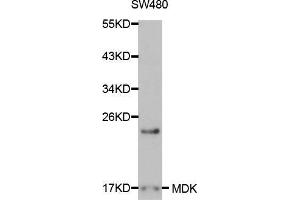 Western blot analysis of extracts of SW480 cells, using MDK antibody. (Midkine anticorps  (AA 21-143))