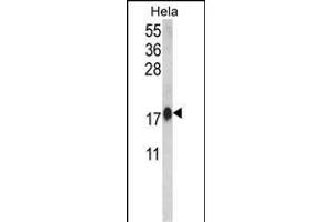 Western blot analysis of CALM1 Antibody (C-term) (ABIN652489 and ABIN2842329) in Hela cell line lysates (35 μg/lane). (Calmodulin 1 anticorps  (C-Term))