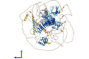 AlphaFold protein structure predicition of Human Recombinant SCRIB Protein, UniprotID Q14160