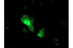 Anti-TOMM34 mouse monoclonal antibody (ABIN2454808) immunofluorescent staining of COS7 cells transiently transfected by pCMV6-ENTRY TOMM34 (RC201083). (TOMM34 anticorps)
