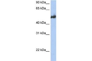 WB Suggested Anti-BAG3 Antibody Titration:  0. (BAG3 anticorps  (Middle Region))