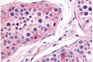 Human Testis (formalin-fixed, paraffin-embedded) stained with PTGES antibody ABIN213597 at 10 ug/ml followed by biotinylated goat anti-rabbit IgG secondary antibody ABIN481713, alkaline phosphatase-streptavidin and chromogen. (Prostaglandin E Synthase anticorps  (N-Term))