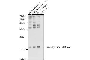 Western blot analysis of extracts of various cell lines, using TriMethyl-Histone H3-K27 antibody (ABIN7267698) at 1:1000 dilution.