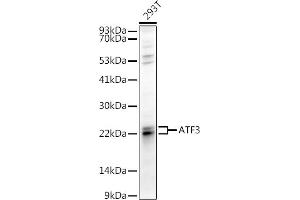 Western blot analysis of extracts of 293T cells, using  antibody (ABIN6127378, ABIN6137233, ABIN6137235 and ABIN6217480) at 1:1000 dilution. (ATF3 anticorps  (AA 1-181))