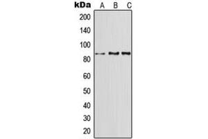 Western blot analysis of CD91 expression in A549 (A), SP2/0 (B), H9C2 (C) whole cell lysates.