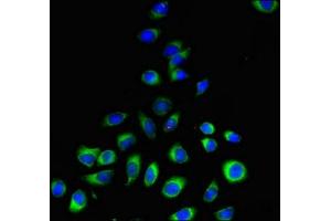 Immunofluorescent analysis of A549 cells using ABIN7163139 at dilution of 1:100 and Alexa Fluor 488-congugated AffiniPure Goat Anti-Rabbit IgG(H+L) (PEMT anticorps  (AA 2-49))