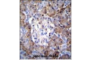TI Antibody (C-term) (ABIN655149 and ABIN2844770) immunohistochemistry analysis in formalin fixed and paraffin embedded human pancreas tissue followed by peroxidase conjugation of the secondary antibody and DAB staining.