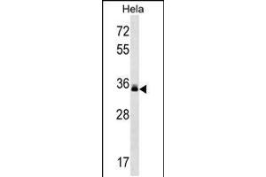 Western blot analysis in Hela cell line lysates (35ug/lane). (LMAN2 anticorps  (C-Term))