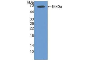 Western blot analysis of recombinant Mouse Tie2. (TEK anticorps  (AA 44-341))