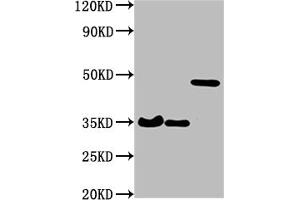 Western Blot Positive WB detected in: 3 different overexpression lysates with HA tagged All lanes: HA-Tag antibody at 1:1000 Secondary Goat polyclonal to Mouse IgG at 1/10000 dilution Predicted band size: 35, 35, 48 kDa Observed band size: 35, 35, 48 kDa (HA-Tag anticorps)