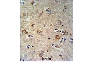 SETD6 Antibody (C-term) (ABIN651041 and ABIN2840045) IHC analysis in formalin fixed and paraffin embedded brain tissue followed by peroxidase conjugation of the secondary antibody and DAB staining.