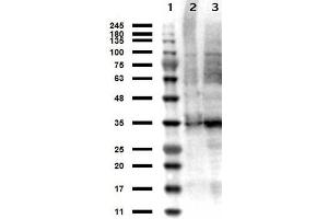 Western Blot results of Sheep anti-Thymidylate Synthase Antibody. (TYMS anticorps)