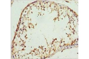 Immunohistochemistry of paraffin-embedded human testis tissue using ABIN7167019 at dilution of 1:100