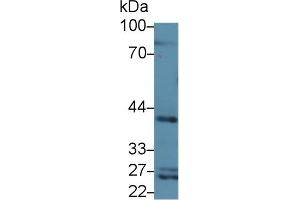 Western blot analysis of Rat Serum, using Rat CD1d Antibody (3 µg/ml) and HRP-conjugated Goat Anti-Rabbit antibody ( (CD1d anticorps  (AA 32-302))